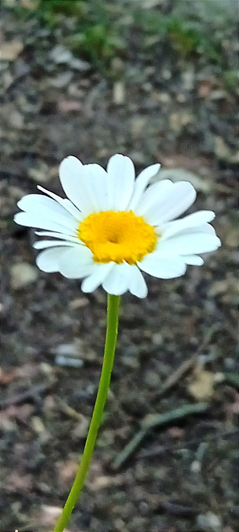 тапети petal, flower