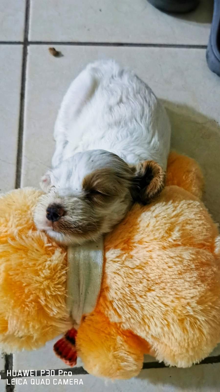 cocker