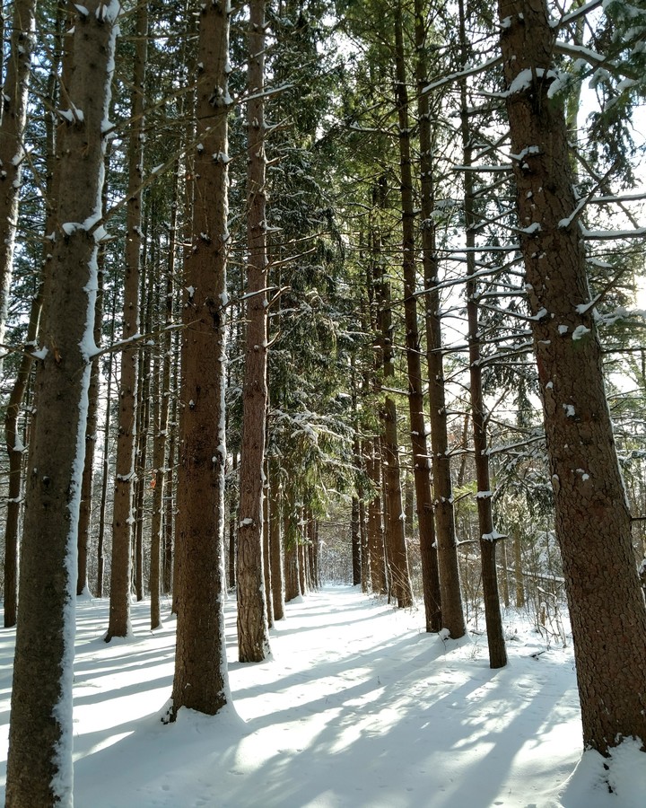 Snowy Forest Path in Sunlight