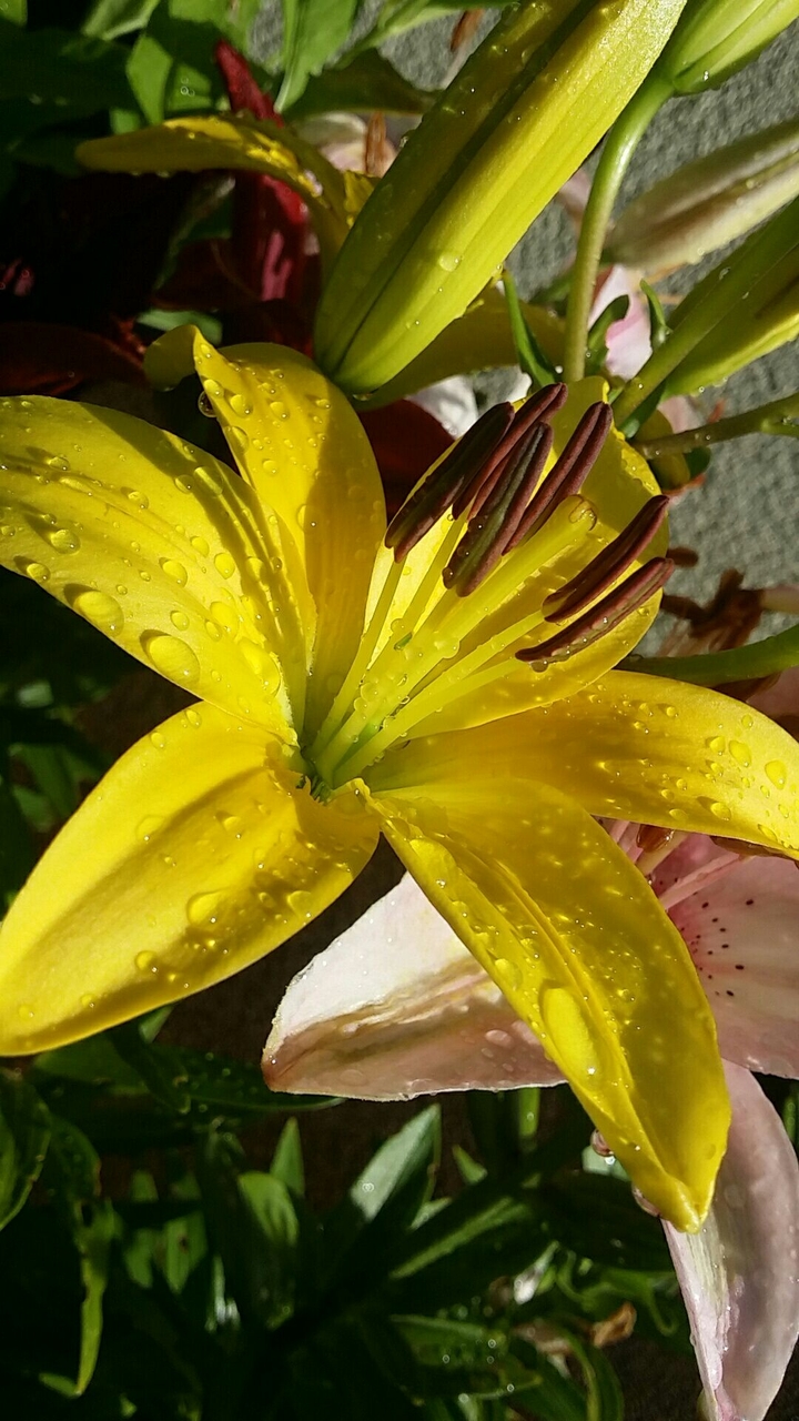 lily