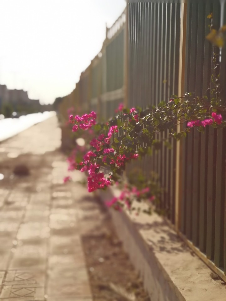 the escape of flowers