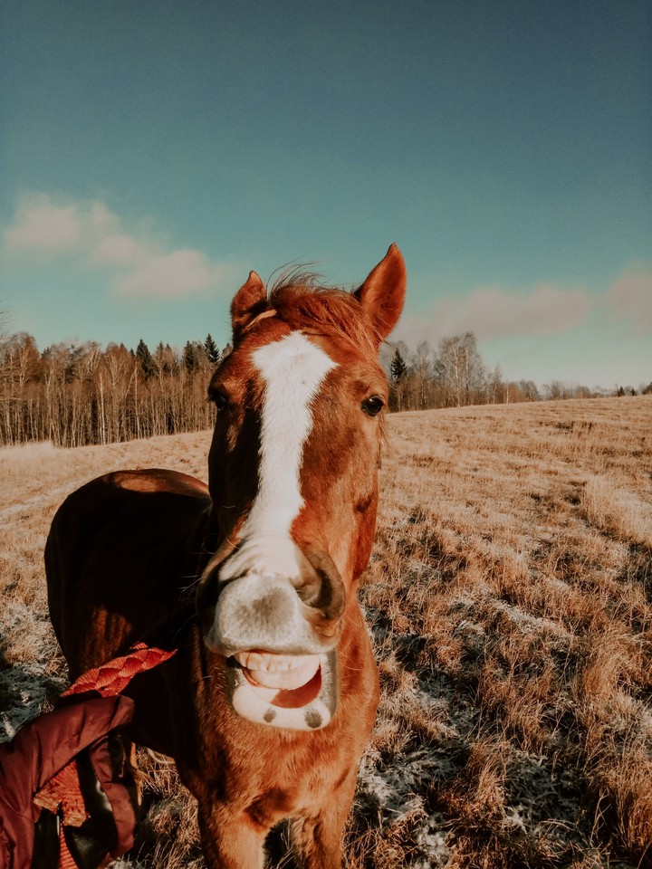 horse