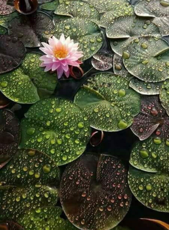 Lotus