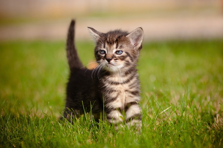 котик