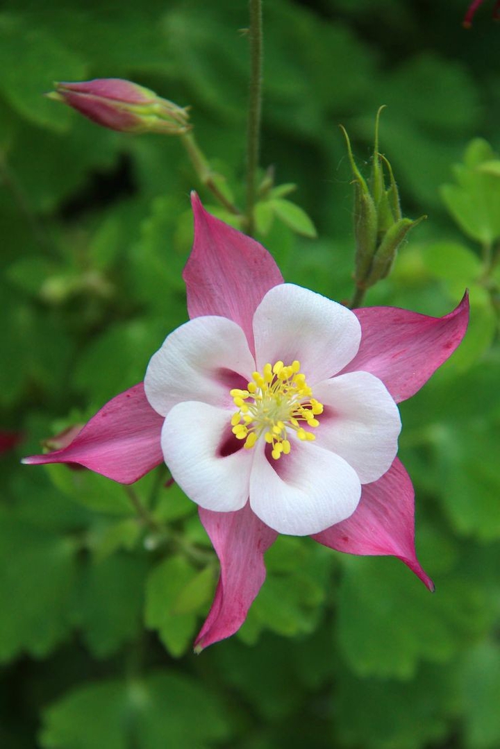 petals