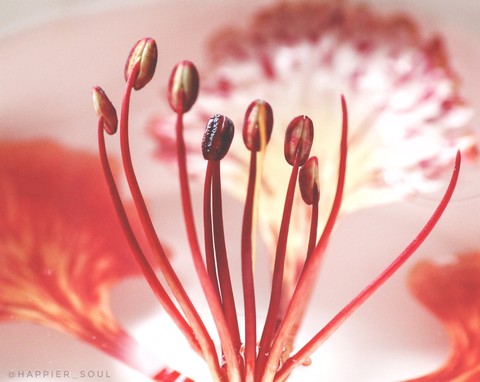 Delonix regia