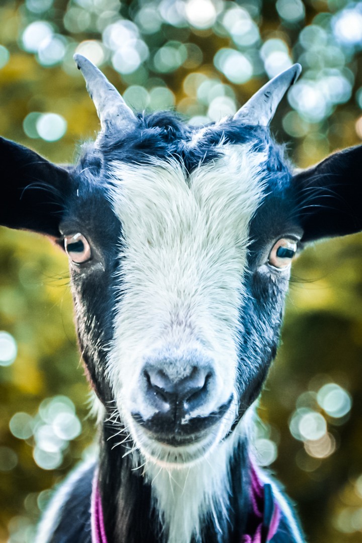 goat