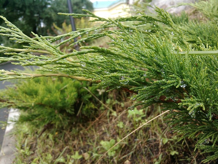 Just rain was