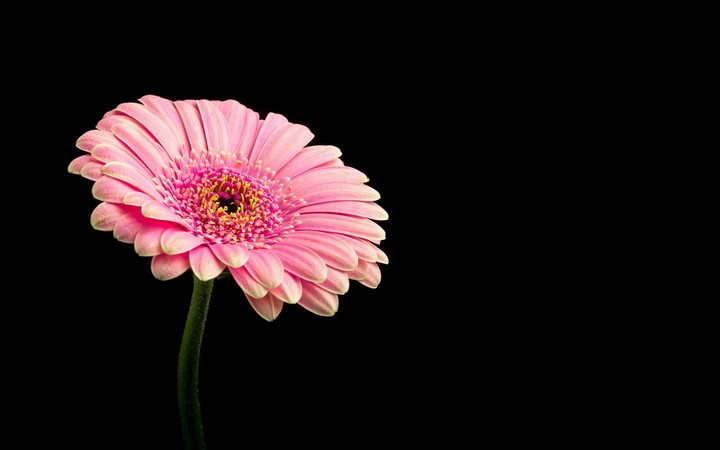 Pink flower