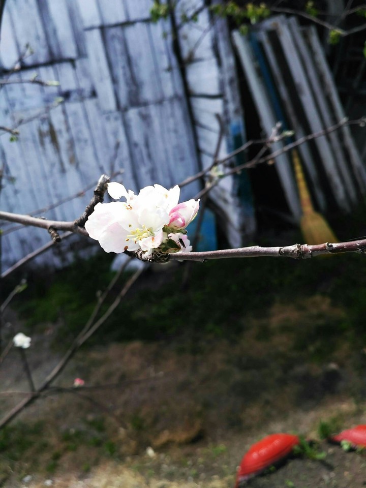 Spring in the village