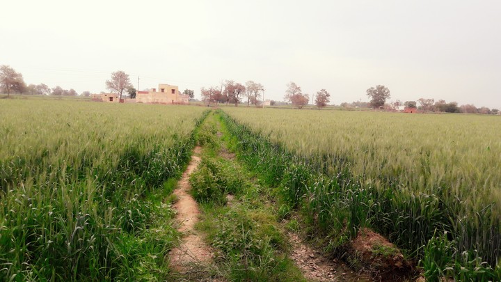 Shahpur village