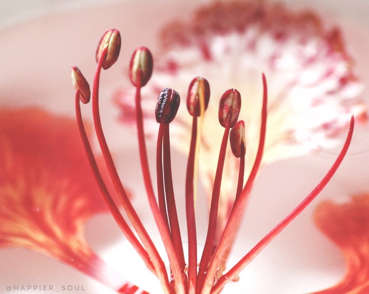Delonix regia