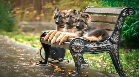 Три овчарки на лавочке. Shepherd's