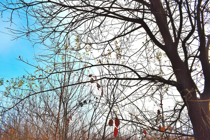 Autumn forest