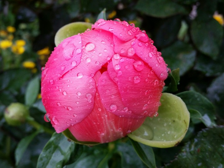 Peony