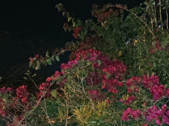 primavera