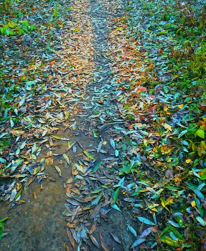 Leaves