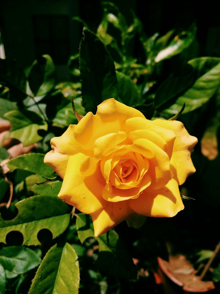 rose