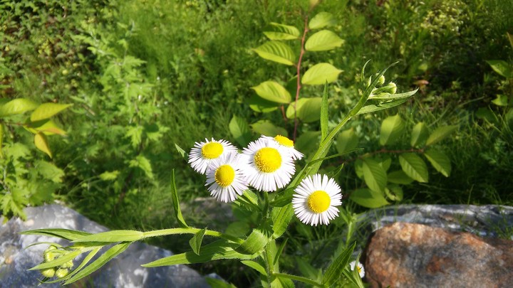 달걀꽃의 바램