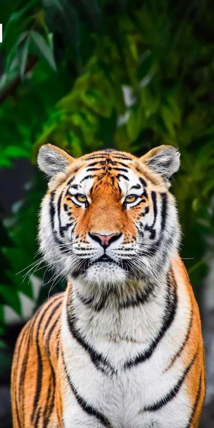 tiger