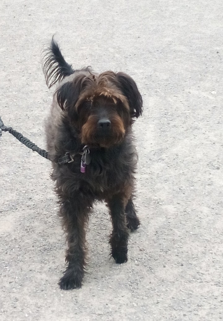 ? Hund