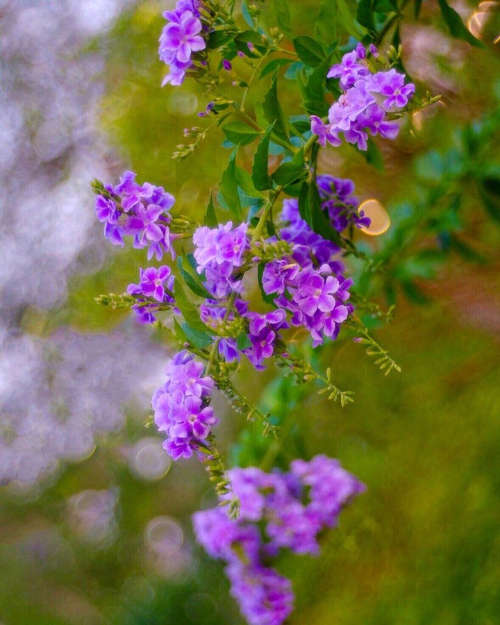 purple