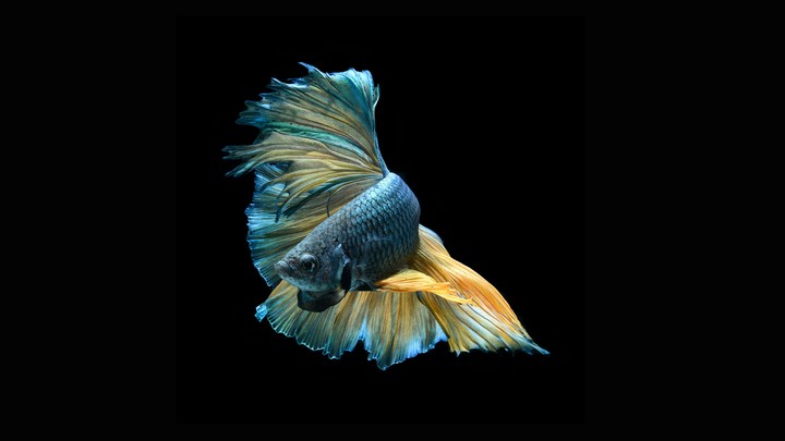 BETTA FISH