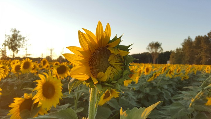 sunflower