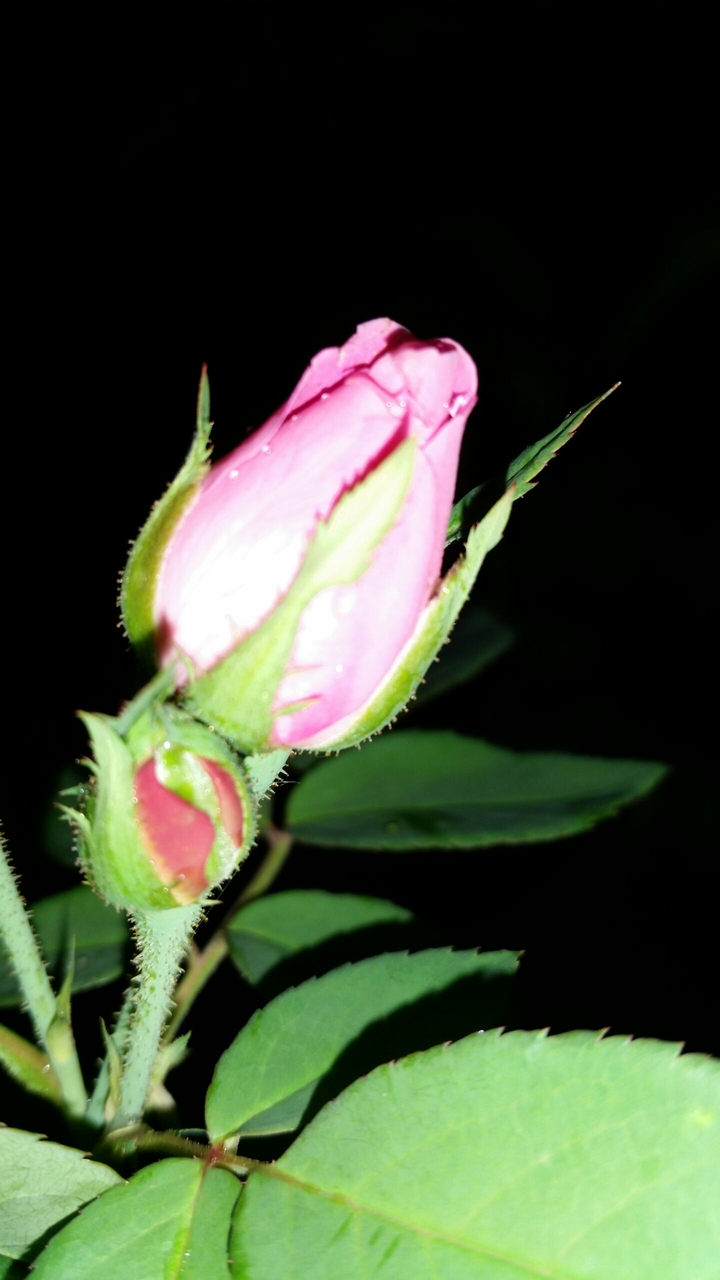 flores