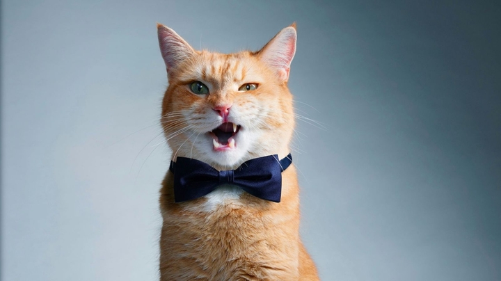 cat