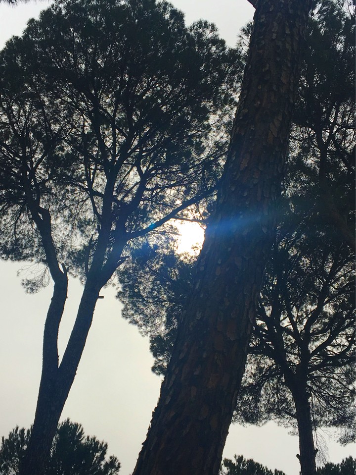 pine trees