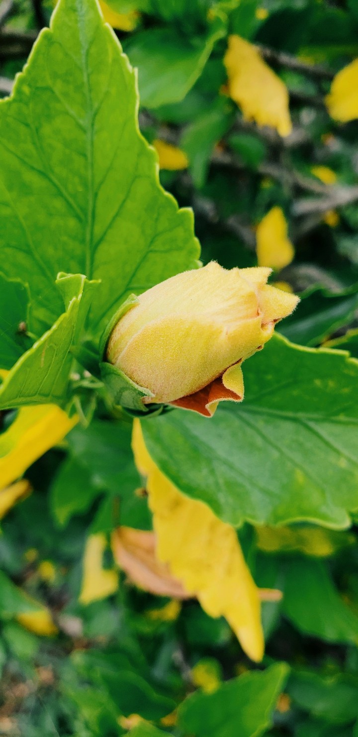 flower bud