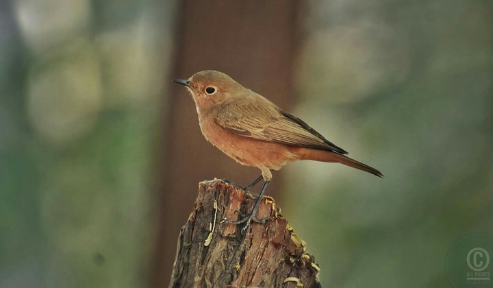 black redstart