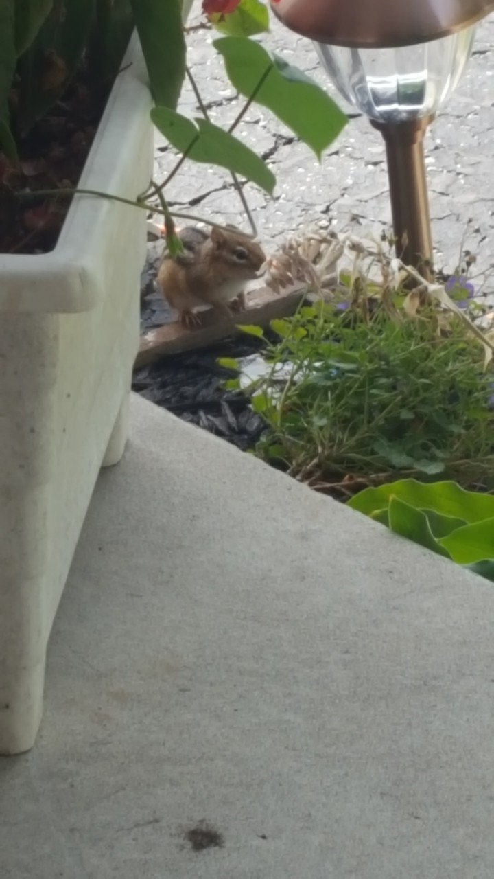 Chipmunk ?