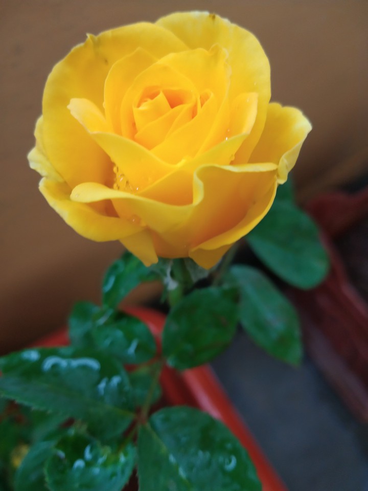 Yellow Rose