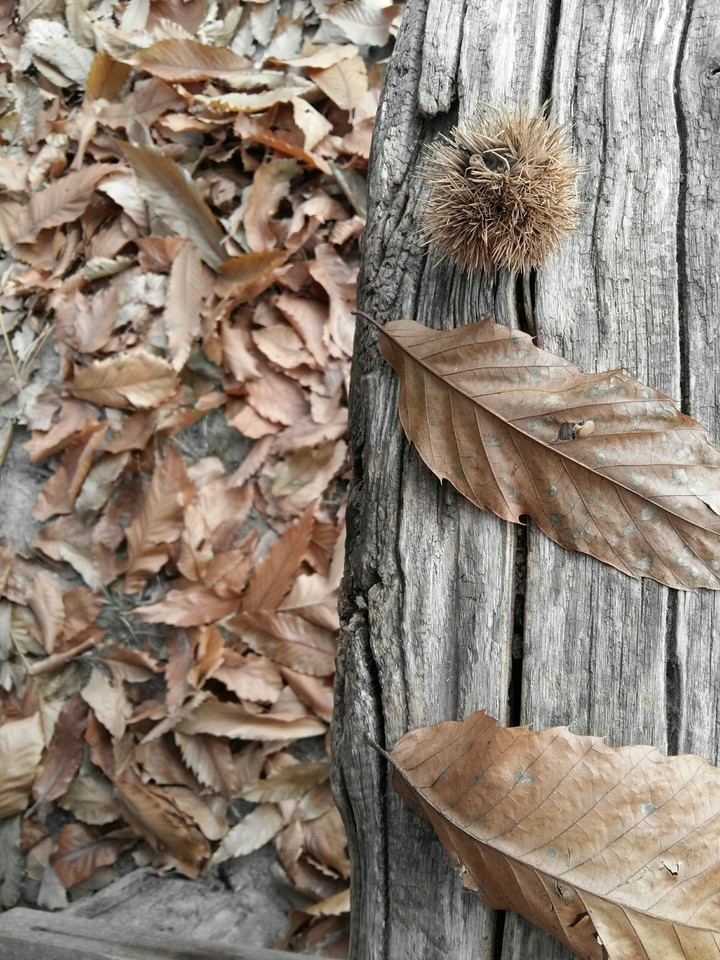 autumn