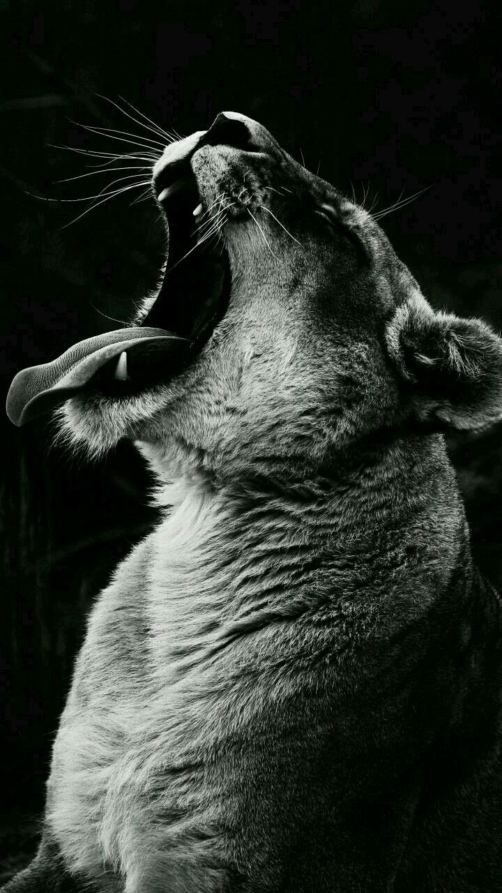 #Lion