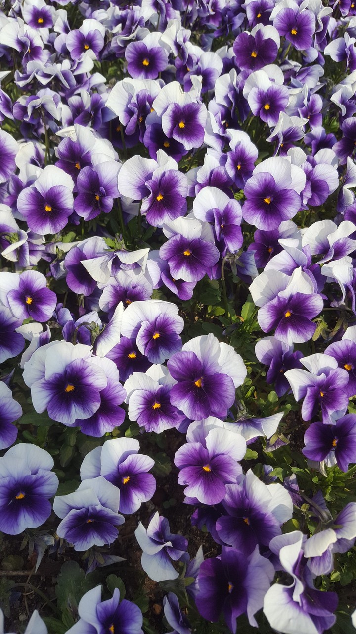 spring flowet