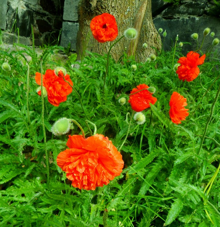 poppy flowers