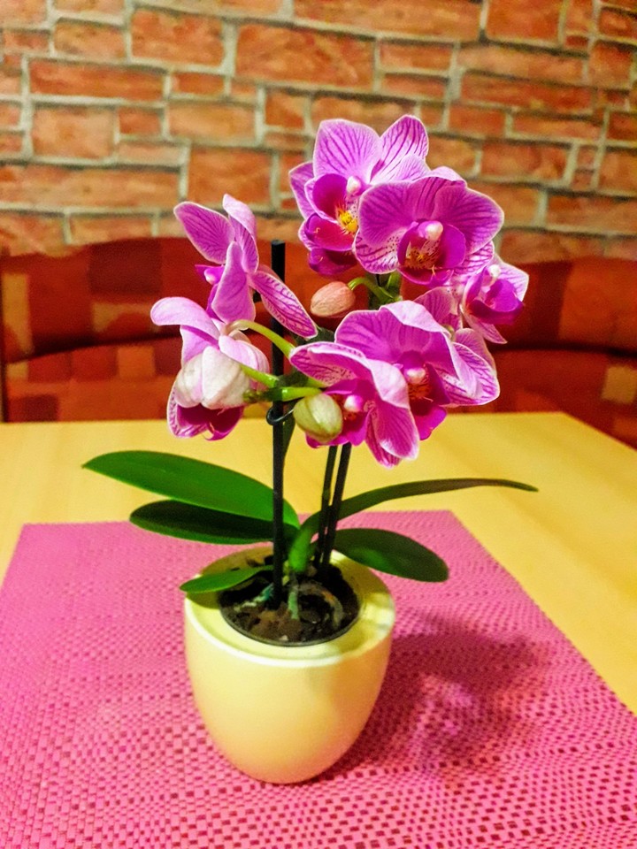 Little orchid