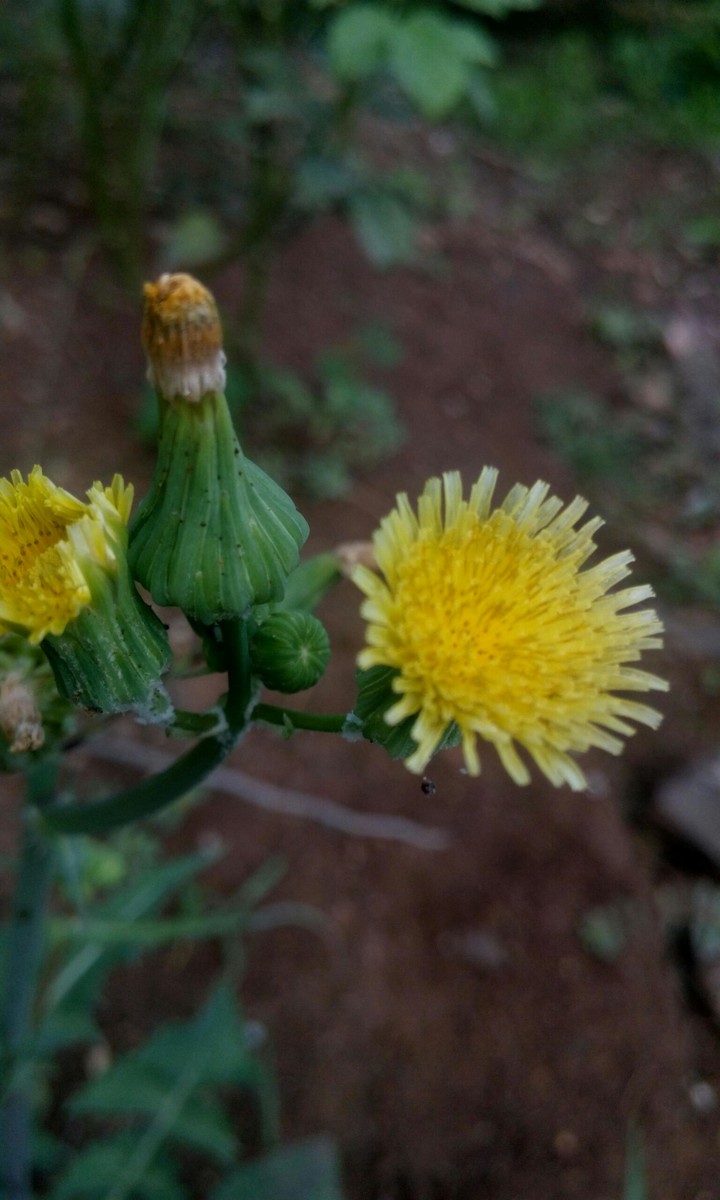nature's beauty