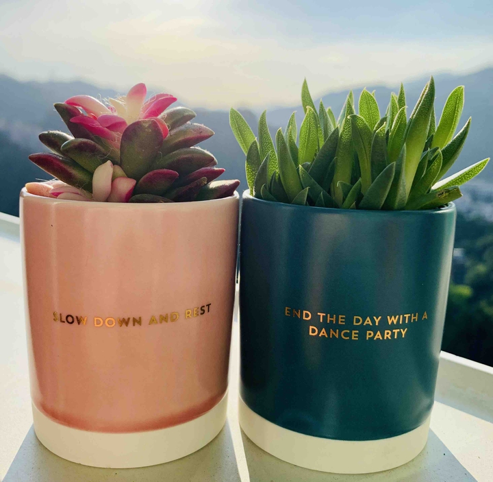 plant under the sun