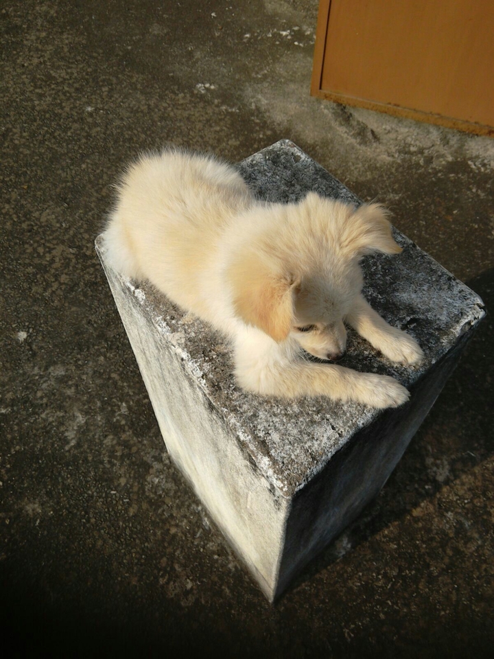 dog kuku