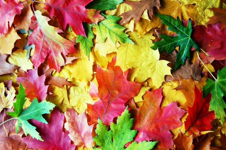 Chişinau - autumn.