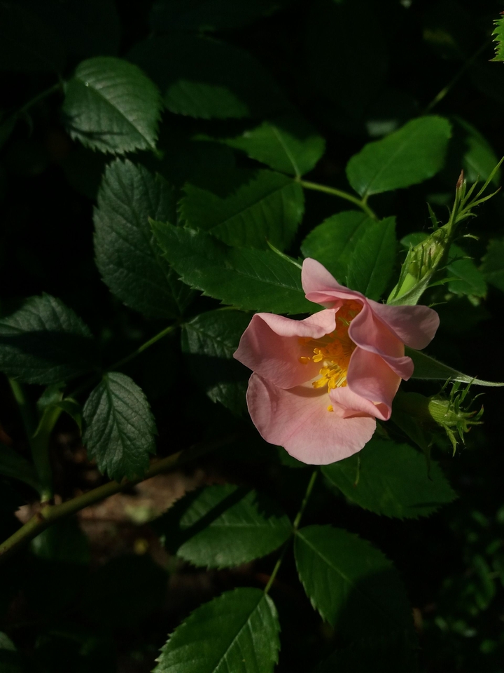 The wild roses