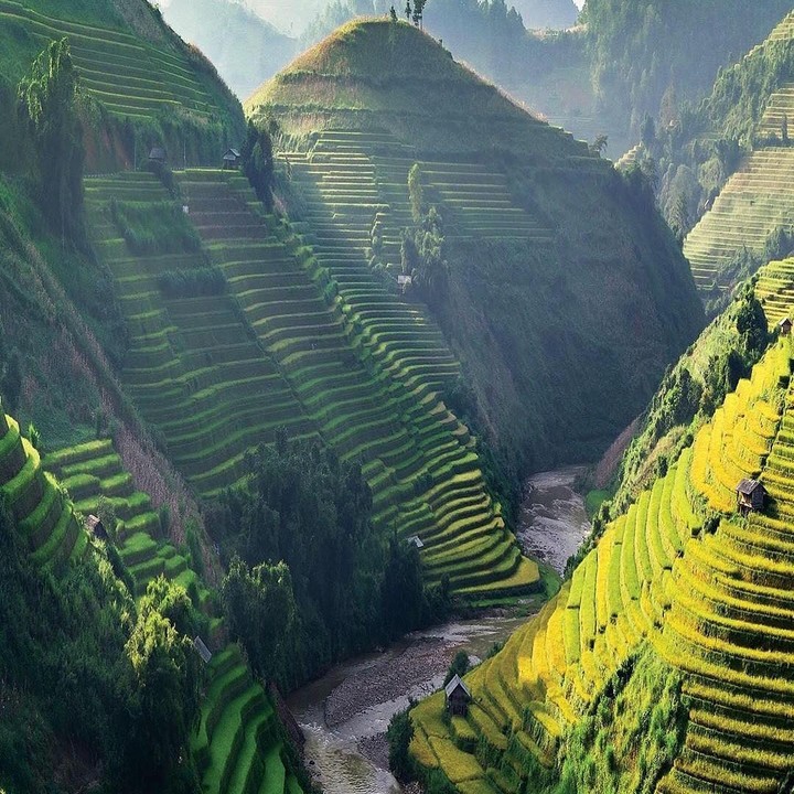 Rice Fields
