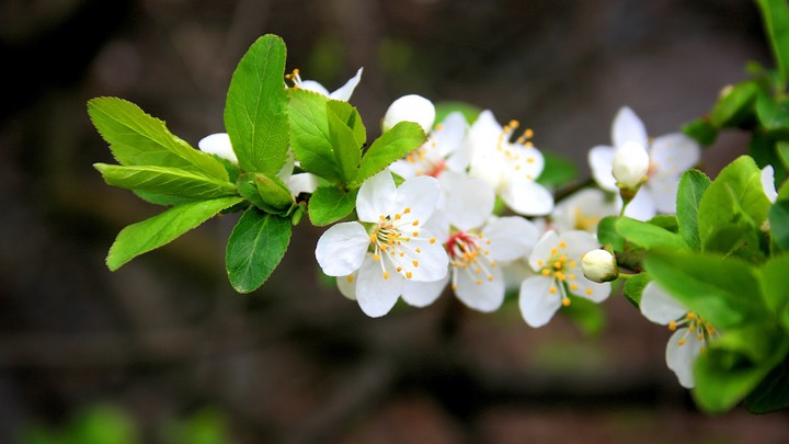 almond blossom