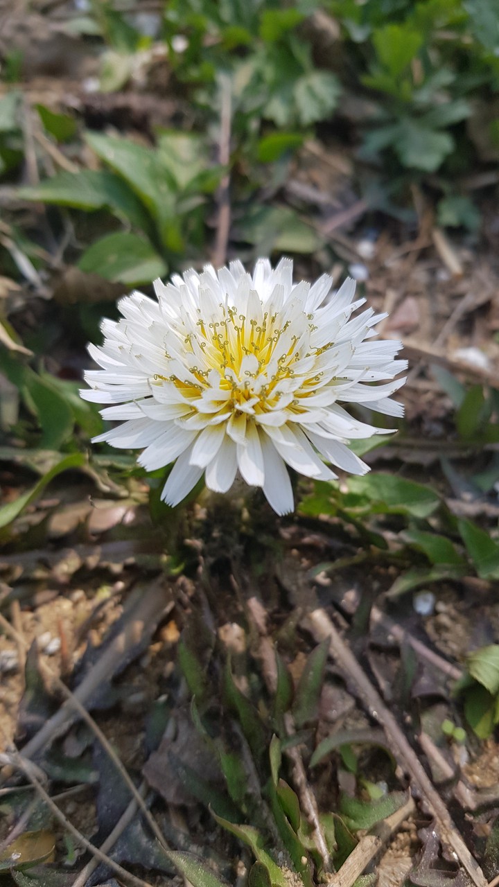 white Dandelion(korean)