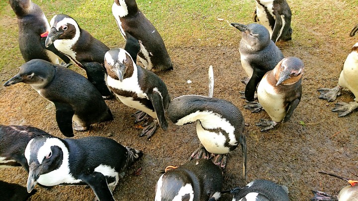 penguins