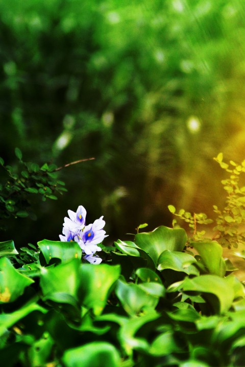 flower of contrast colour